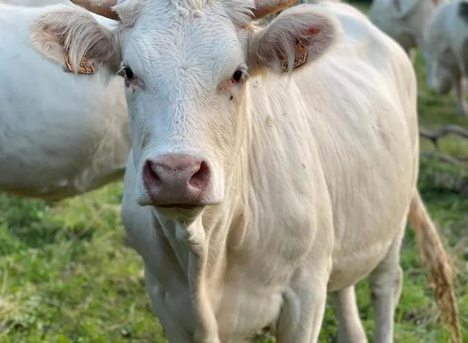 Дом отдыха Les 2 Chaumieres Piscine & Honfleur Ablon
